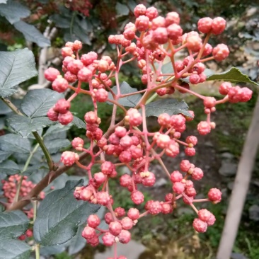 大红袍花椒特级干