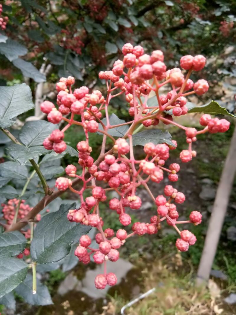 大红袍花椒特级干