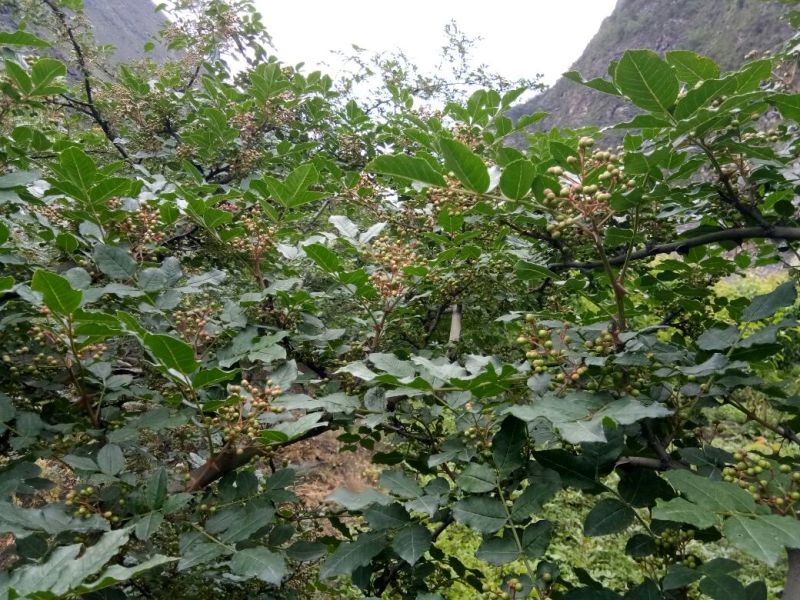 大红袍花椒特级干