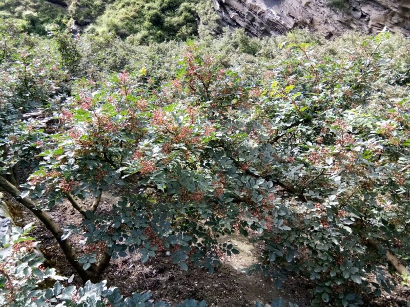 大红袍花椒特级干