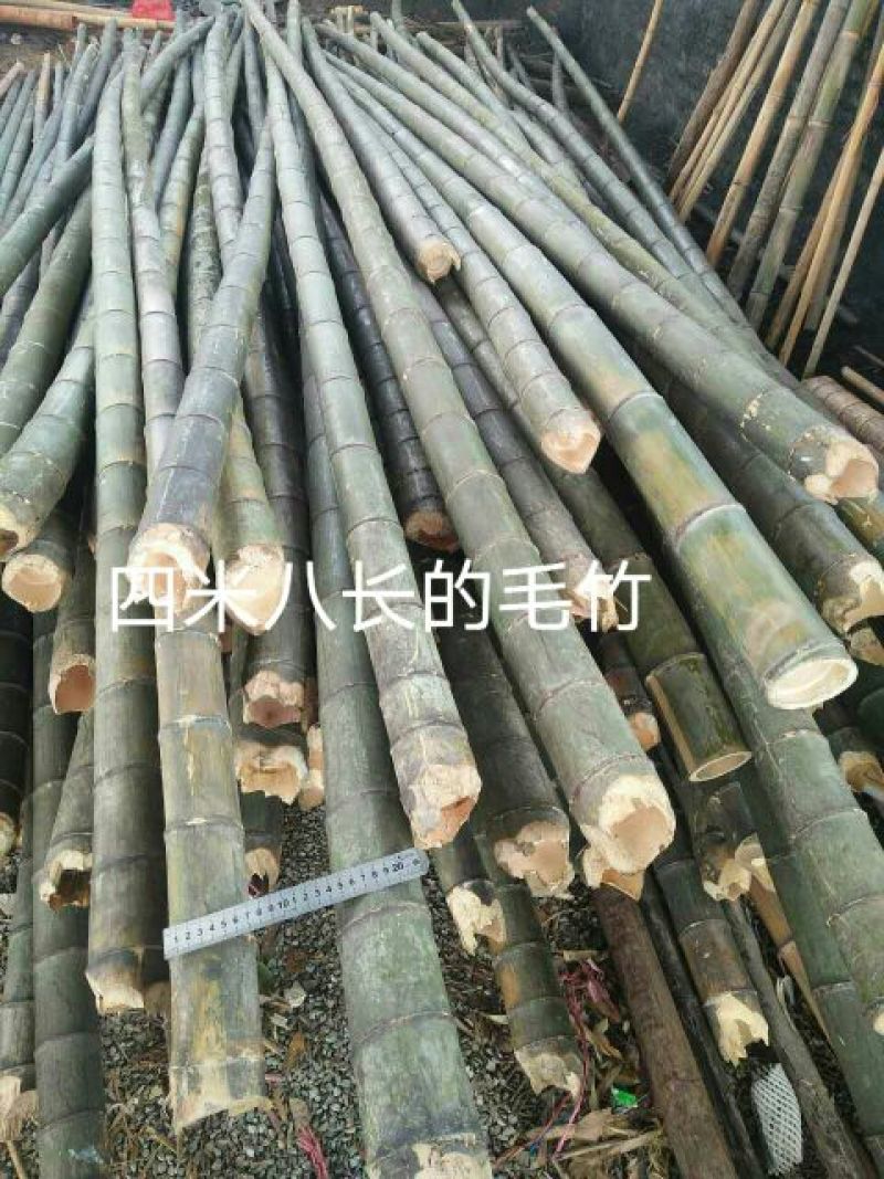 楠竹5~6cm5~6米