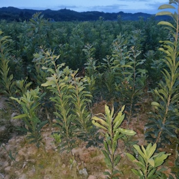 杨梅树苗0.5~150~100cm
