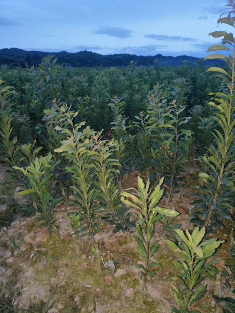 杨梅树苗0.5~150~100cm