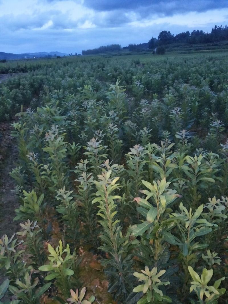杨梅树苗0.5~150~100cm