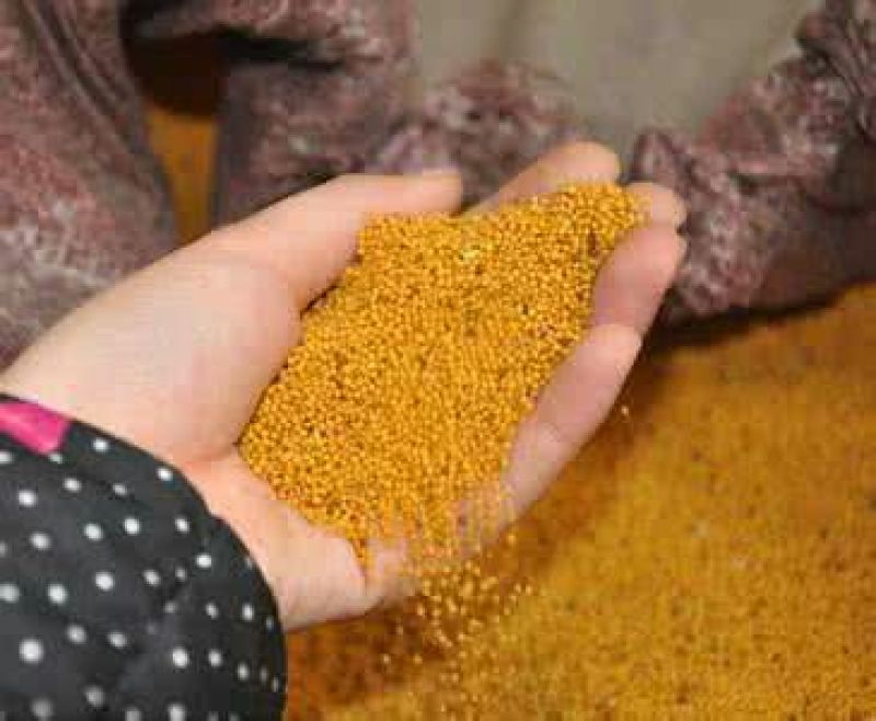 油菜籽1级