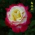 红双喜苗10~20cm