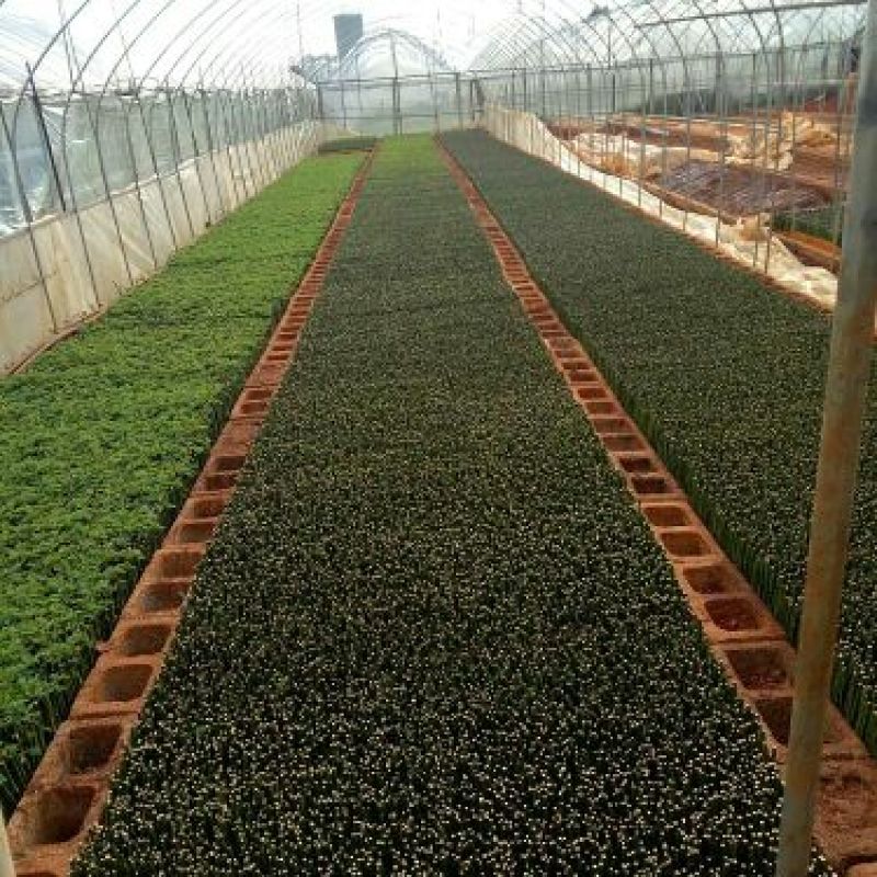 月季种苗技术指导成活高易种植常年开花