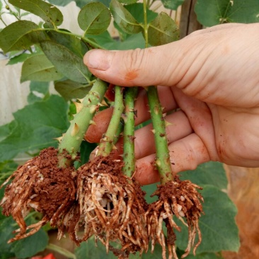 月季种苗技术指导成活高易种植常年开花
