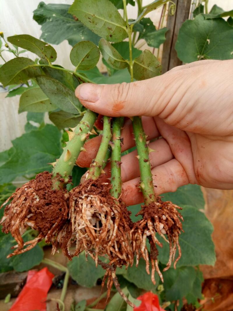 月季种苗技术指导成活高易种植常年开花