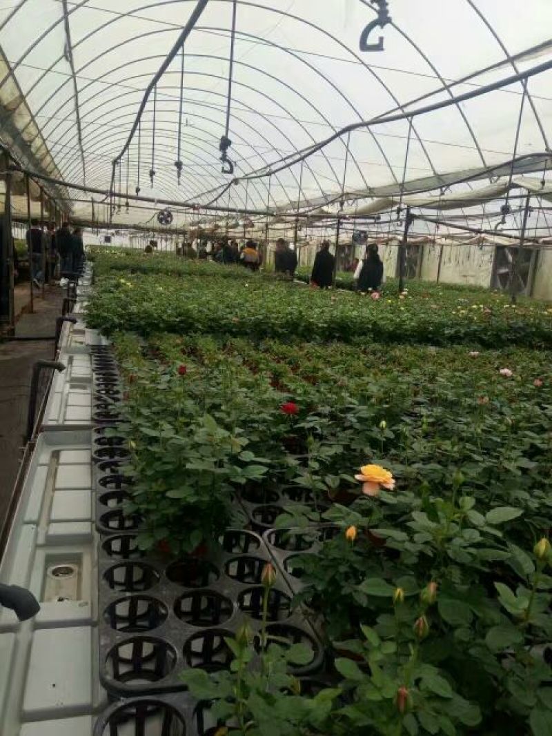 月季种苗技术指导成活高易种植常年开花