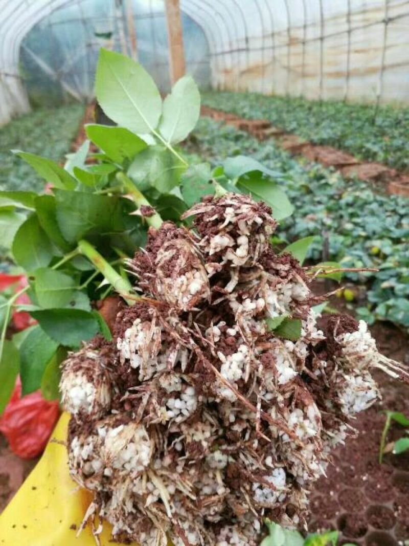 月季种苗技术指导成活高易种植常年开花