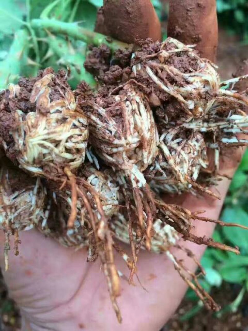 月季种苗技术指导成活高易种植常年开花