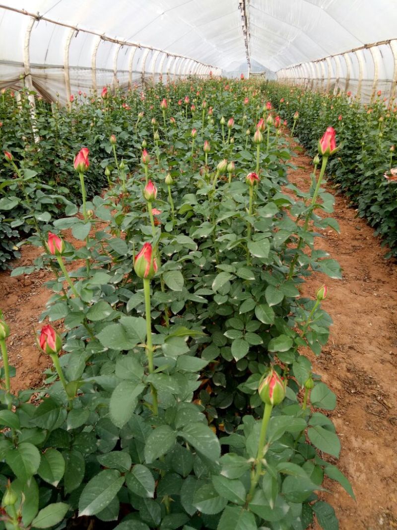 月季种苗技术指导成活高易种植常年开花