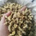 菊花茶药用菊花干品统货