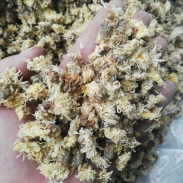 菊花茶药用菊花干品统货