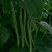 四季豆15~20厘米