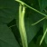 四季豆15~20厘米