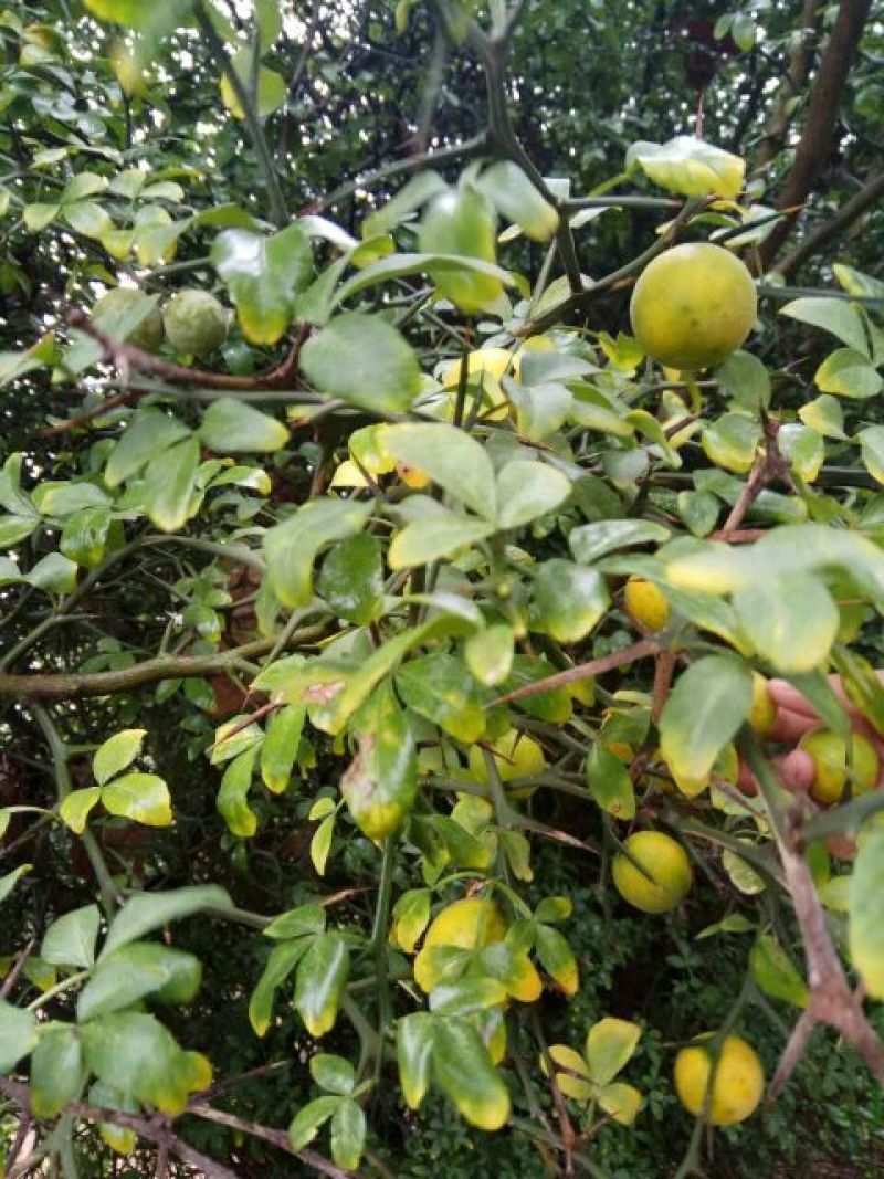 枸橘苗30~50cm