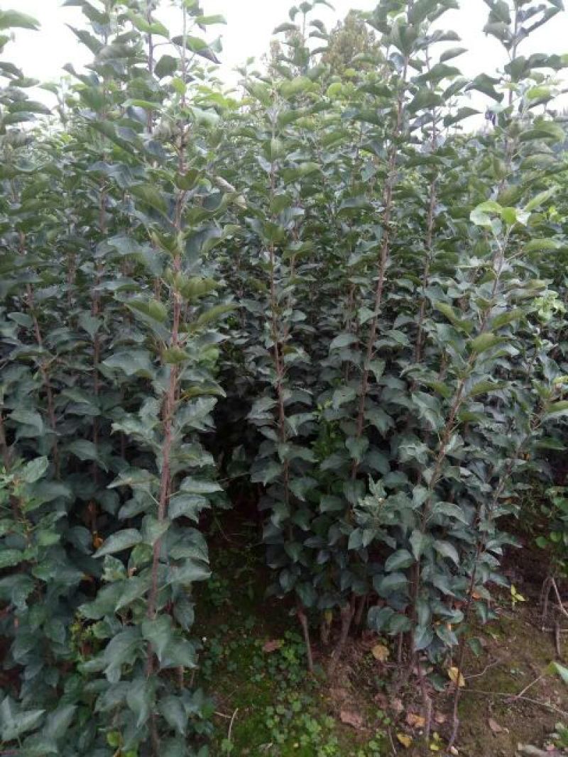 红富士苹果树苗50~60cm