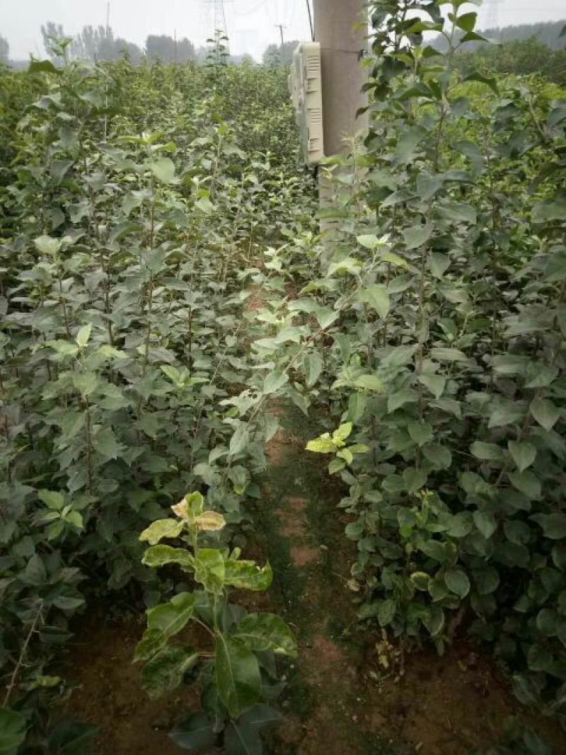 红肉苹果树苗80cm以上