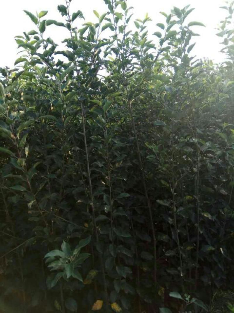 红肉苹果树苗80cm以上
