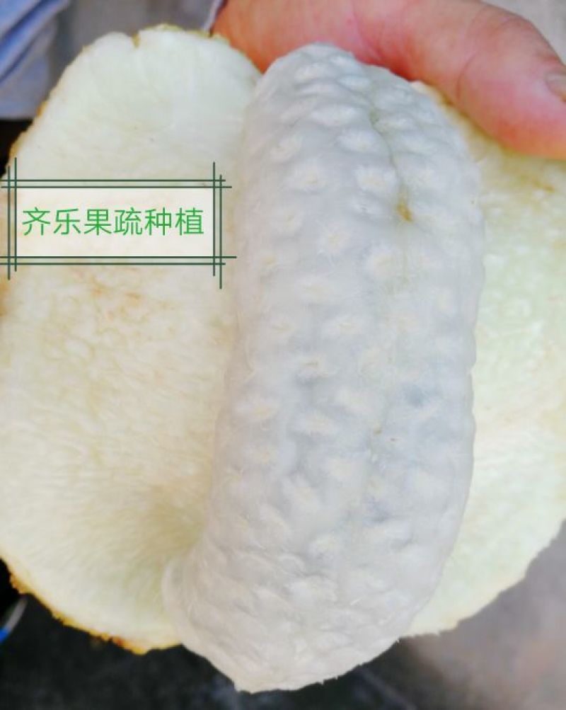 新一代特色水果八月瓜鲜果批发