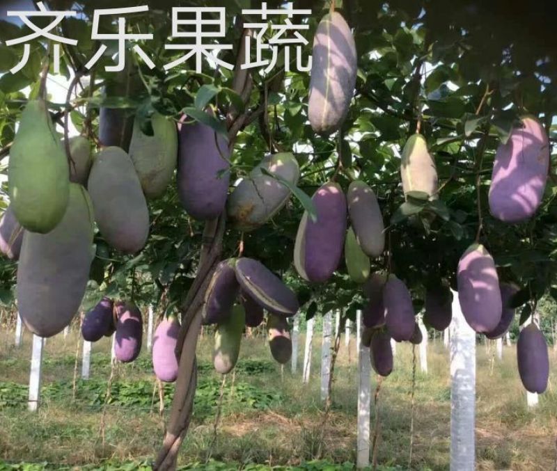 新一代特色水果八月瓜鲜果批发