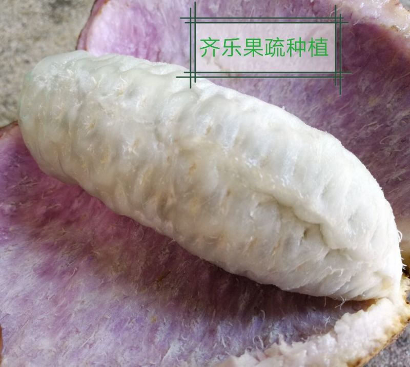 新一代特色水果八月瓜鲜果批发