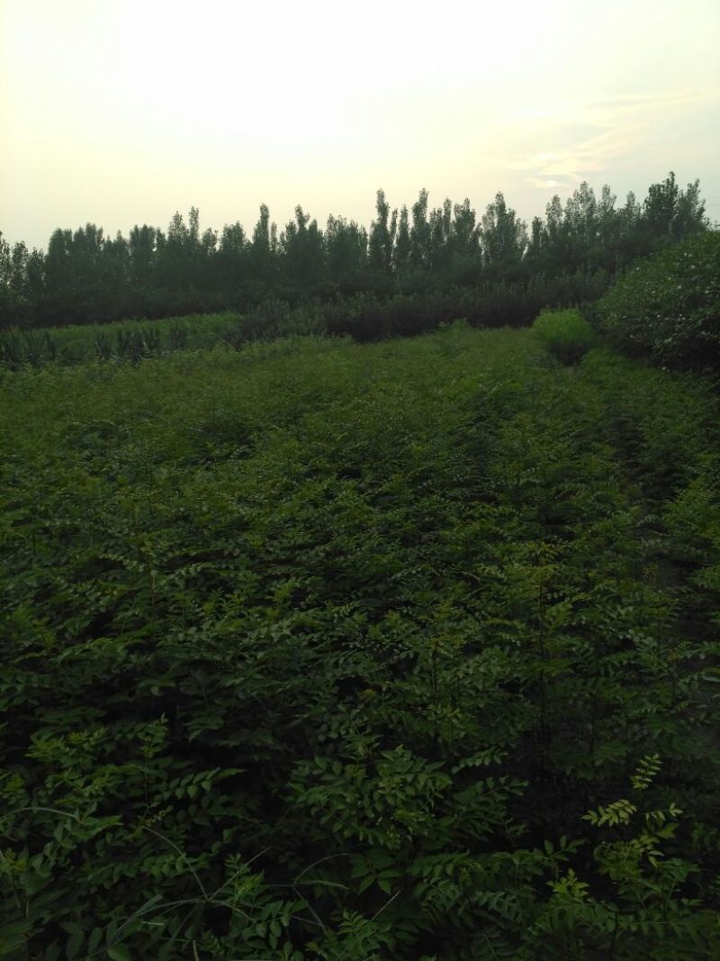 花椒苗0.5~1年