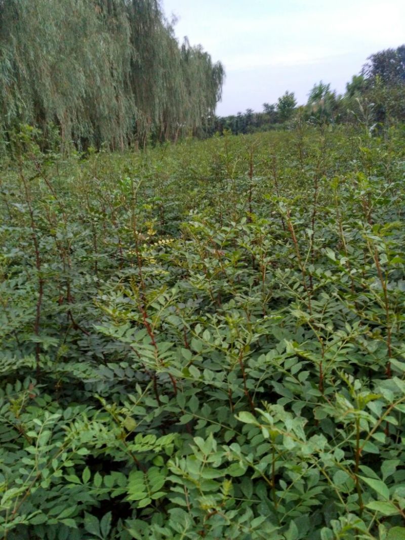 花椒苗0.5~1年