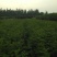 花椒苗0.5~1年