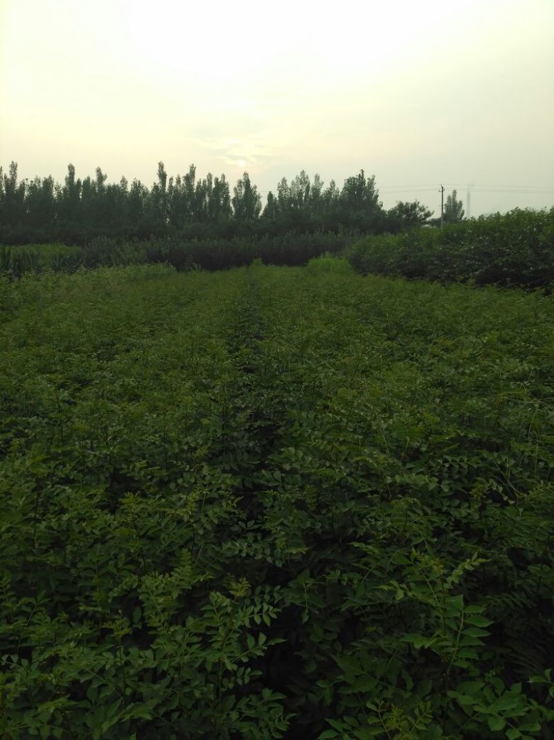 花椒苗0.5~1年