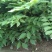 花椒苗0.5~1年