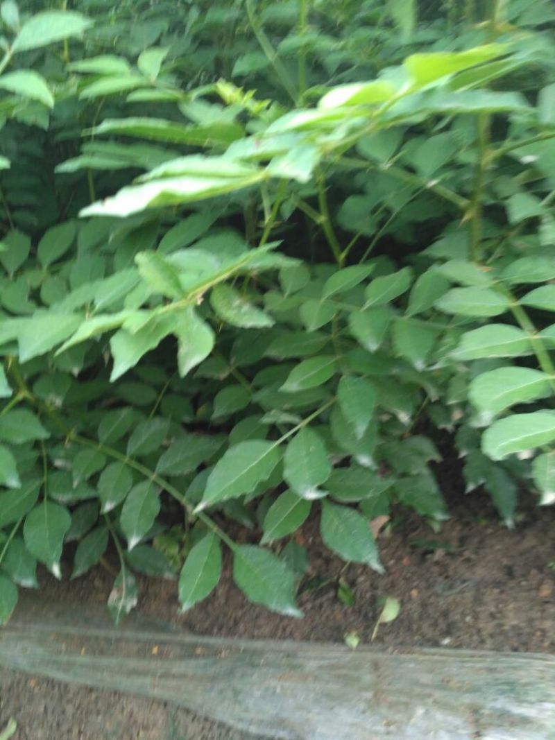 花椒苗0.5~1年