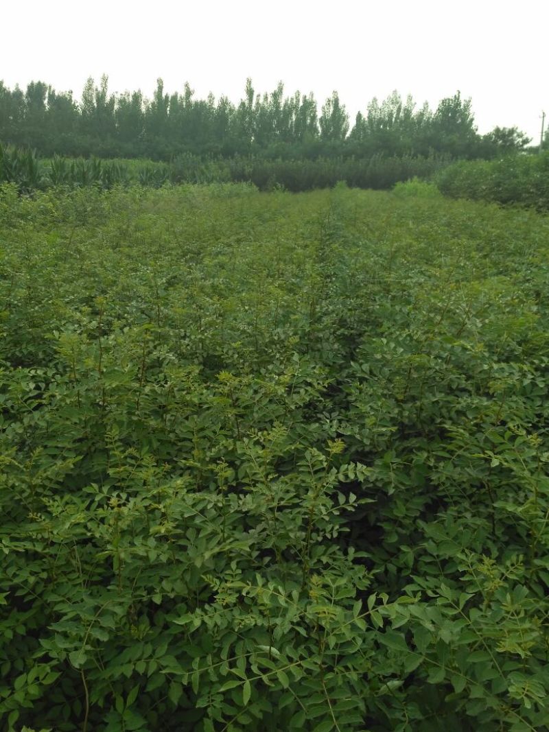 花椒苗0.5~1年