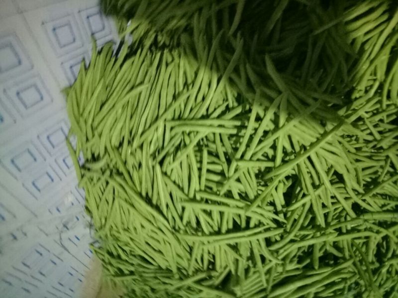 四季豆15~20厘米