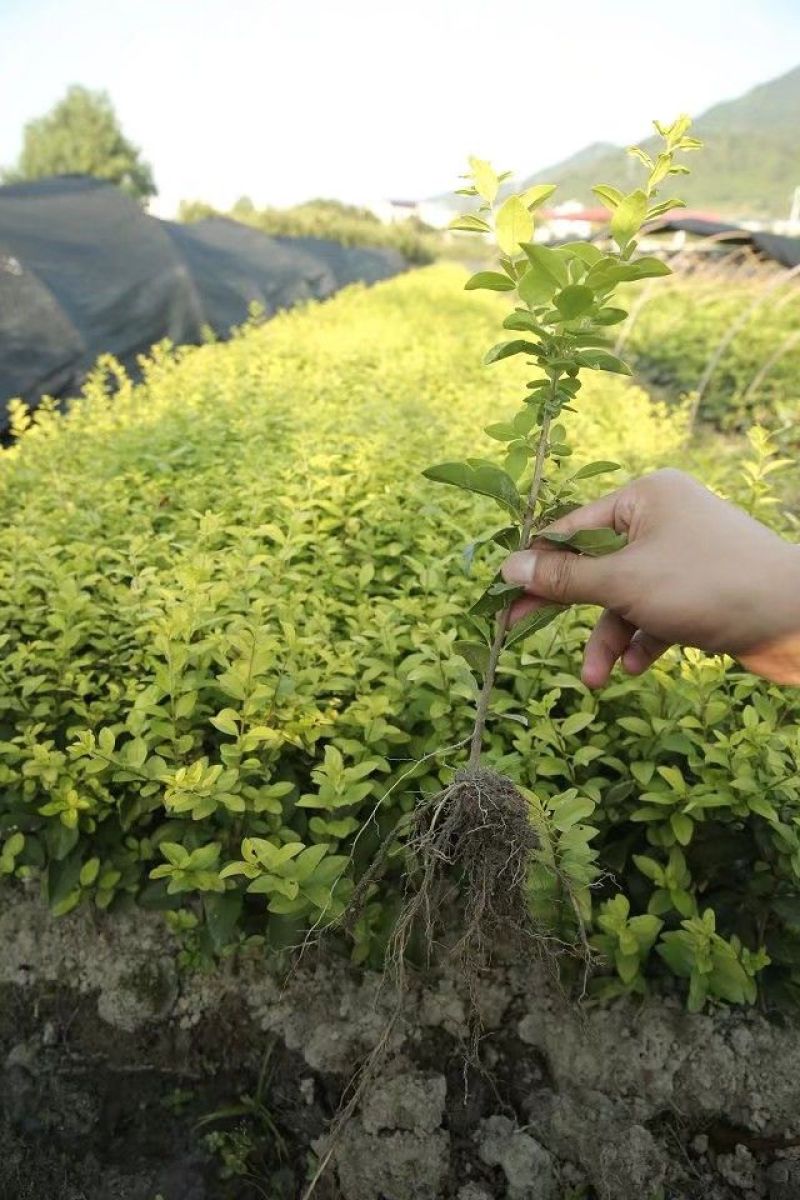 金叶女贞苗30~40cm……………………