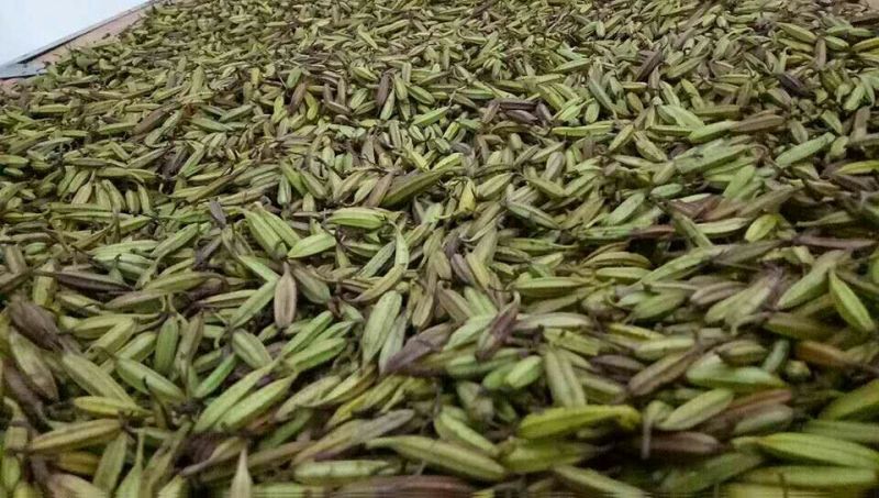 三叉白芨种子98%以上