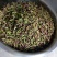 三叉白芨种子98%以上