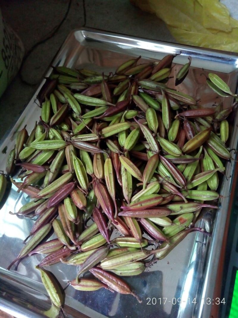 三叉白芨种子98%以上