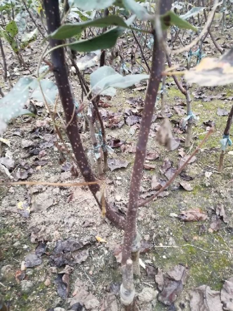 梨树苗0.8cm100~150cm一年苗二年苗以上