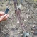 梨树苗0.8cm100~150cm一年苗二年苗以上
