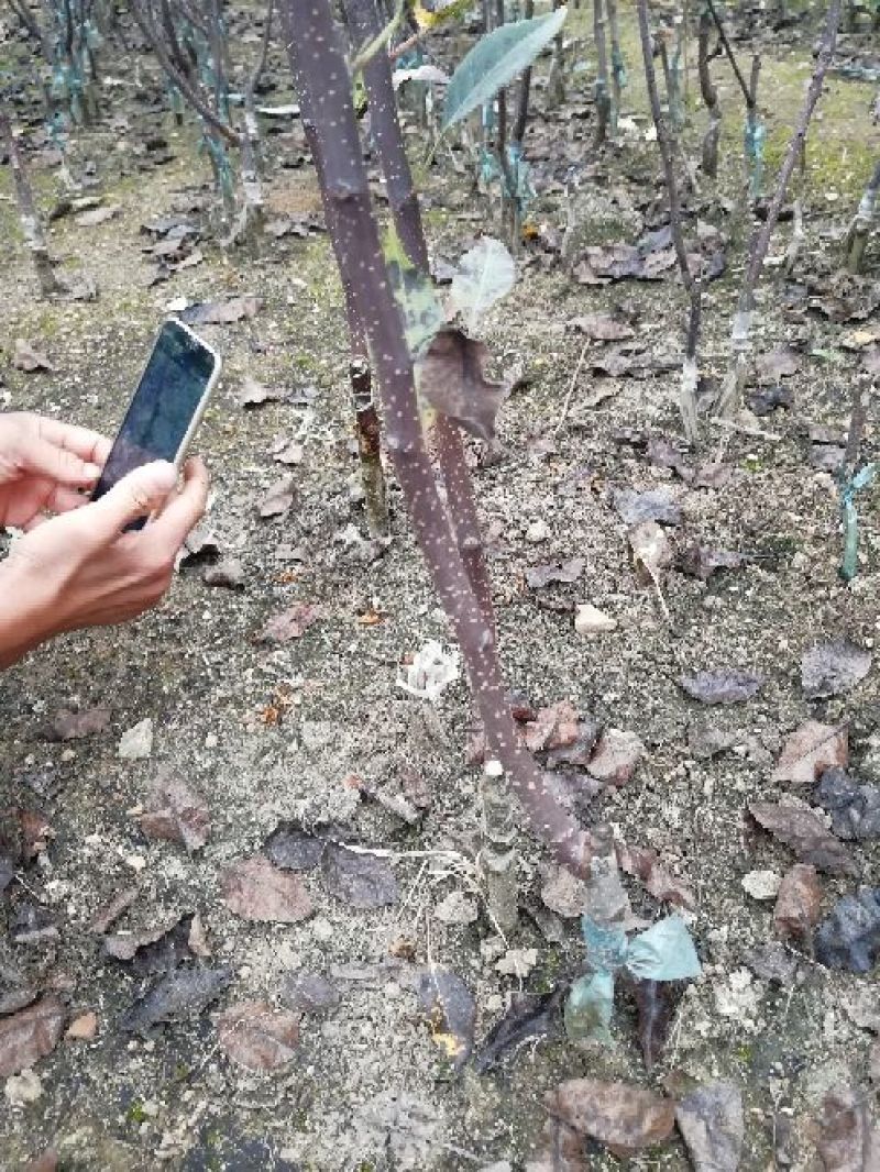 梨树苗0.8cm100~150cm一年苗二年苗以上