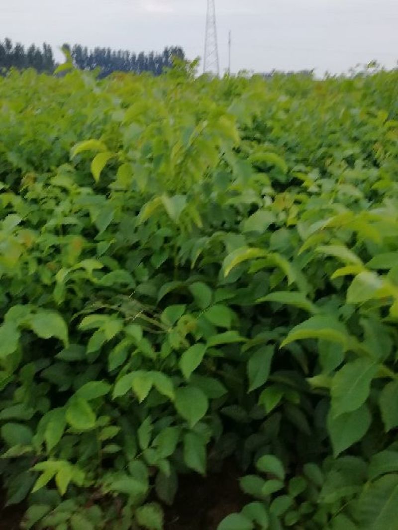 核桃苗一年苗50~100cm二年苗三年苗保品种量大