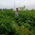 核桃苗一年苗50~100cm二年苗三年苗保品种量大