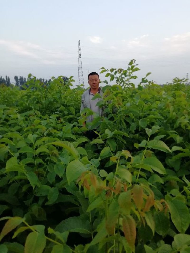 核桃苗一年苗50~100cm二年苗三年苗保品种量大