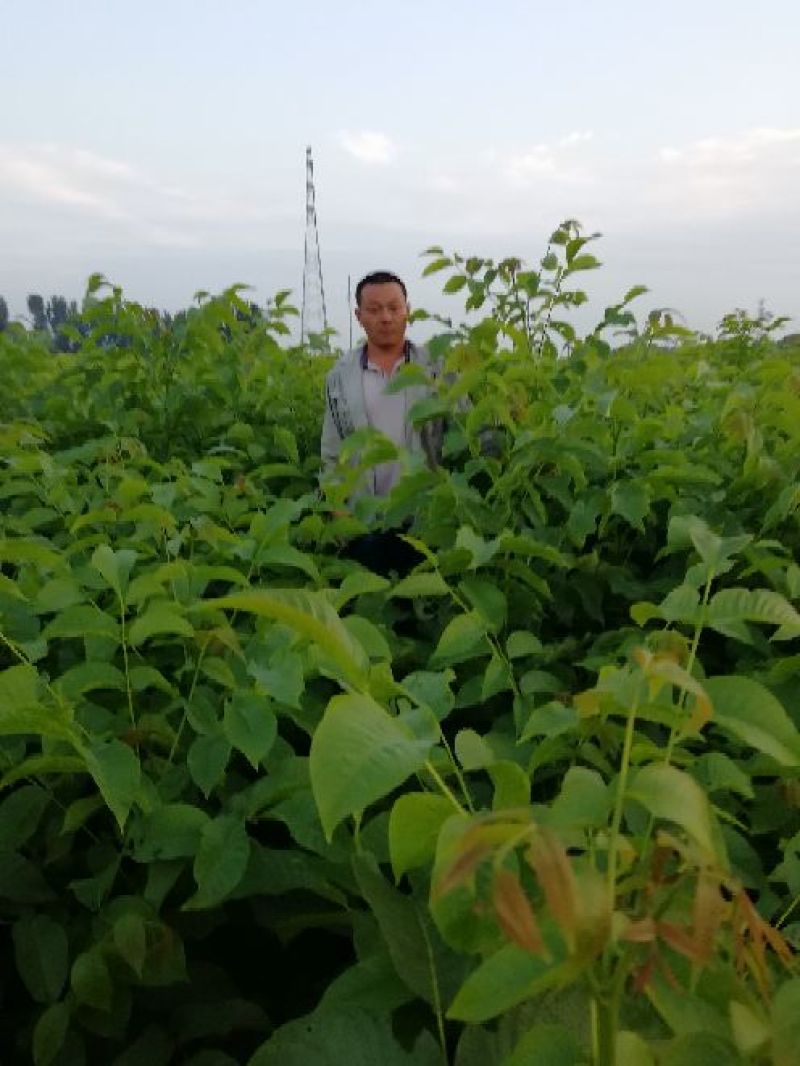 核桃苗一年苗50~100cm二年苗三年苗保品种量大