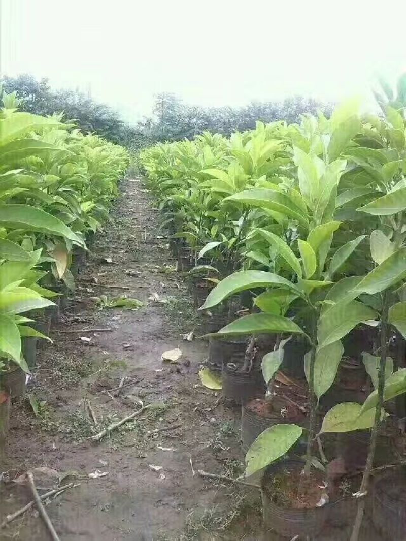 玉兰花