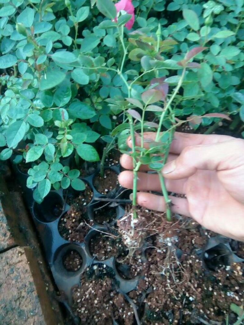 食用玫瑰苗10~20cm高，花期长，一年四季都在开花，