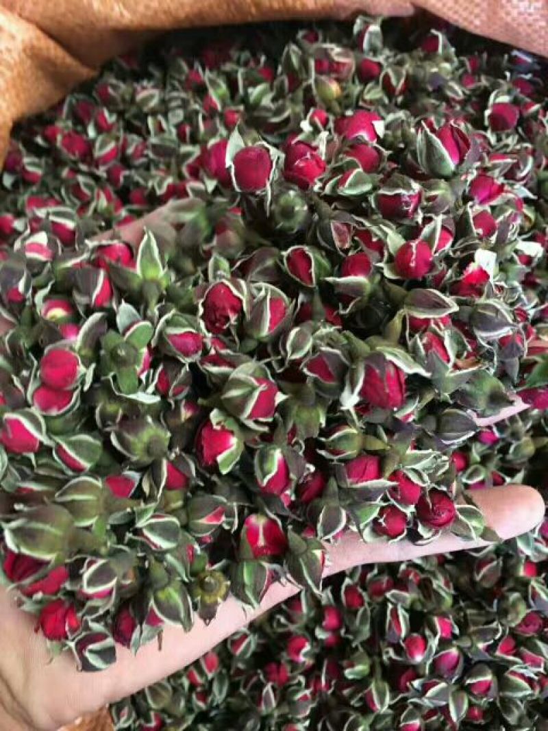 食用玫瑰苗10~20cm高，花期长，一年四季都在开花，